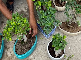 वास्तु शास्त्र के अनुसार कुछ पौधों को घर में रखना नहीं माना जाता अच्छा, कहते हैं फैलती है नकारात्मकता वास्तु शास्त्र के अनुसार कुछ पौधों को घर में रखना नहीं माना जाता अच्छा, कहते हैं फैलती है नकारात्मकता