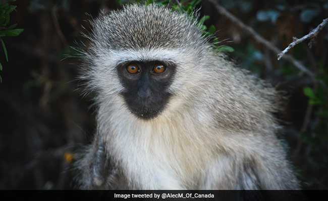 This Country Plans To Kill Entire Population Of Vervet Monkey