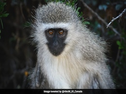 This Country Plans To Kill Entire Population Of Vervet Monkey This Country Plans To Kill Entire Population Of Vervet Monkey