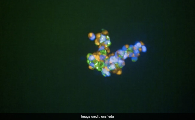 Researchers In US Create "Cellular Glue" That Can Regenerate Tissues, Heal Wounds