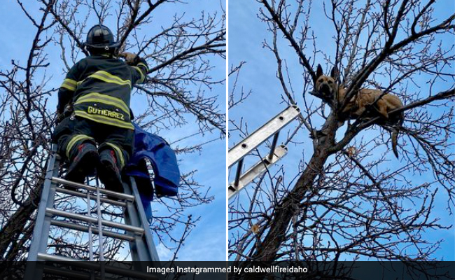 Dog Gets Stuck On Top Of A Tree After Chasing a Squirrel, Rescued By Firefighters