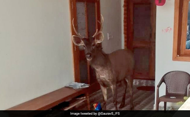 Watch: Sambar Deer That Wandered Into A House In Madhya Pradesh Rescued By Forest Officials
