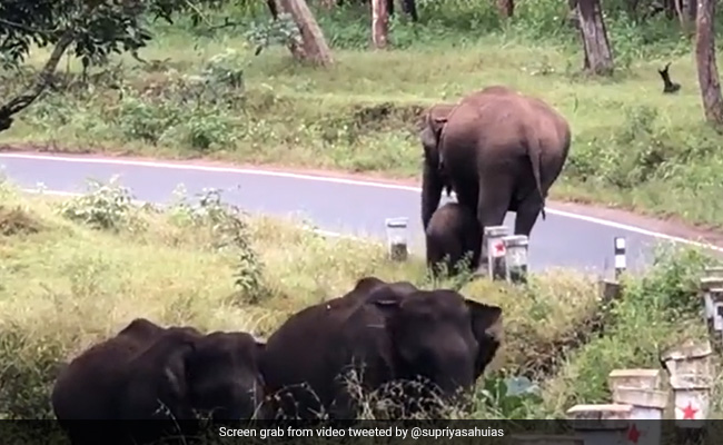 Viral Video Shows Mother Elephant Guiding Her Baby How To Cross A Road With Caution