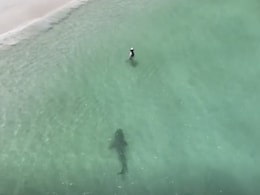 Watch: Swimmer Was Unaware Of Approaching Shark. Then This Happened Watch: Swimmer Was Unaware Of Approaching Shark. Then This Happened