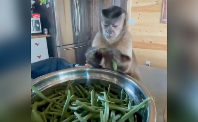 घर में बींस तोड़ते बंदर ने दिए अजीबोगरीब एक्सप्रेशन, देखें Video