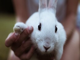 Luxury Bunny Resorts Opened In Hong Kong As Owners Travel For Chinese New Year Luxury Bunny Resorts Opened In Hong Kong As Owners Travel For Chinese New Year
