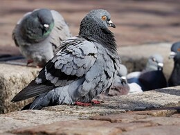 Vastu tips : घर में कबूतर का घोंसला बनाना किन बातों की ओर करता है इशारा