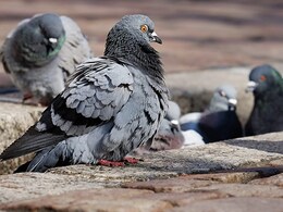 क्या जयपुर में कबूतर बन रहे लोगों के लिए खतरा? चौक पर लोग रोजाना खिलाते हैं कबूतरों को दाना