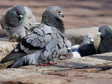 क्या जयपुर में कबूतर बन रहे लोगों के लिए खतरा? चौक पर लोग रोजाना खिलाते हैं कबूतरों को दाना
