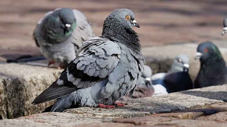 क्या जयपुर में कबूतर बन रहे लोगों के लिए खतरा? चौक पर लोग रोजाना खिलाते हैं कबूतरों को दाना
