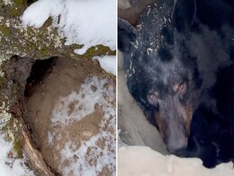 गुफा को खाली समझ घुस गया शख्स, अंदर बैठा मिल गया जंगली भालू गुफा को खाली समझ घुस गया शख्स, अंदर बैठा मिल गया जंगली भालू