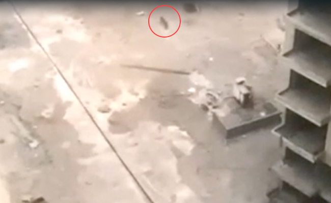Panic In Noida Over "Leopard-Like Animal", Forest Officers Say It's A Cat