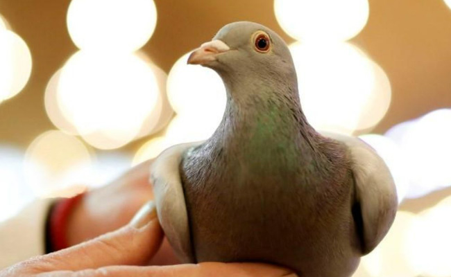 VIRAL: जेल में तस्करी करते पकड़ा गया कबूतर, पीठ पीछे छिपा रखा था राज