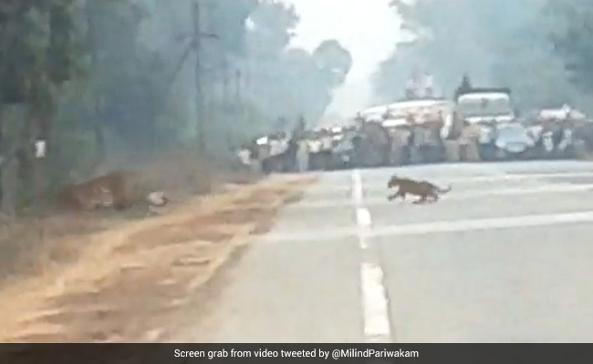 Watch: Forest Official Stops Commuters To Let Tigers Cross Road In Maharashtra