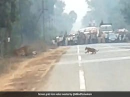 बाघ अपने शावक के साथ सड़क पार कर रहा था, देखते ही वन अधिकारियों ने रोक दिया ट्रैफिक, Video में देखें आगे क्या हुआ? बाघ अपने शावक के साथ सड़क पार कर रहा था, देखते ही वन अधिकारियों ने रोक दिया ट्रैफिक, Video में देखें आगे क्या हुआ?