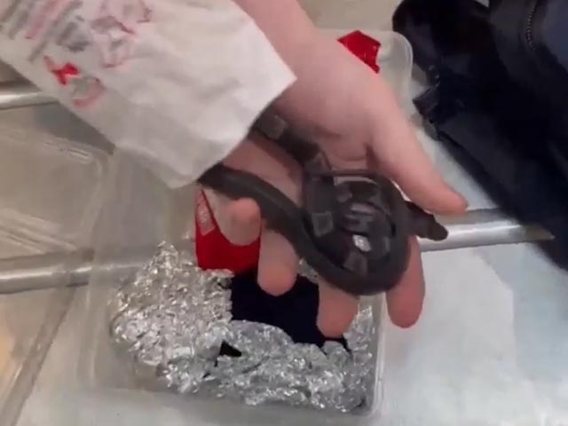 Man Wraps Snakes, Lizards In Tinfoil Disguised As Snack At Israel Airport