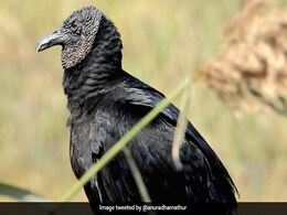 Black Vulture Spotted In Gurugram In Rare Sighting, Bird Watchers Puzzled Black Vulture Spotted In Gurugram In Rare Sighting, Bird Watchers Puzzled