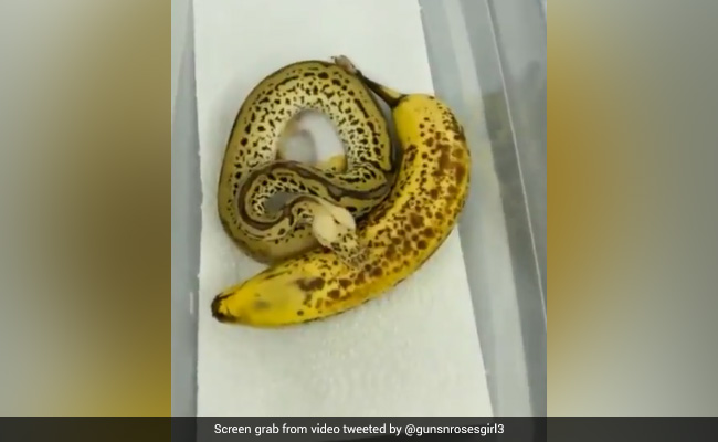 "Looks Can Be Deceiving": Old Video Of Ball Python That Resembles A Banana Stuns Internet
