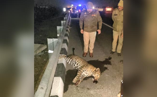 Leopard Trying To Cross Delhi-Meerut Expressway Hit By Speeding Car, Dies