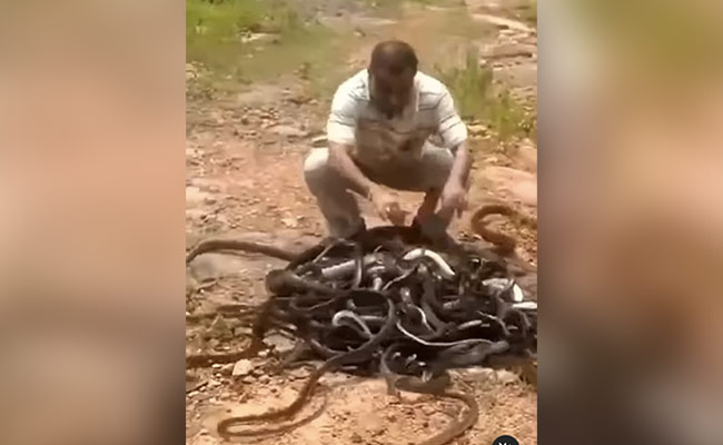 Old Video Of Man Releasing Bag Full Of Snakes Into The Wild Stuns Internet