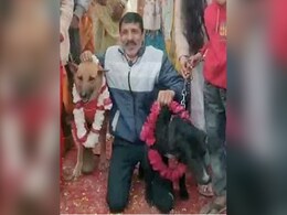 Video: टॉमी बना दूल्हा जैली बनी दुल्हन, गाजे-बाजे के साथ हुई ये अनोखी शादी Video: टॉमी बना दूल्हा जैली बनी दुल्हन, गाजे-बाजे के साथ हुई ये अनोखी शादी