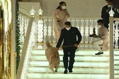 The Surprise Ringbearer At Anant Ambani-Radhika Merchant Engagement The Surprise Ringbearer At Anant Ambani-Radhika Merchant Engagement