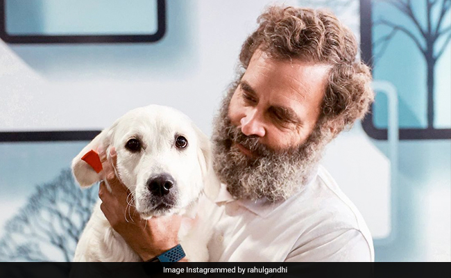 Rahul Gandhi's Adorable Picture With Priyanka Gandhi's Dog Goes Viral