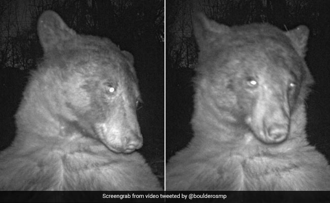 400 'Selfies' In One Night: Bear Hijacked A Wildlife Camera In United States