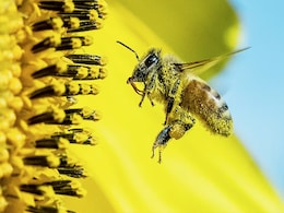 Global Loss Of Pollinators Causing About 5 Lakh Early Human Deaths, Says Study Global Loss Of Pollinators Causing About 5 Lakh Early Human Deaths, Says Study