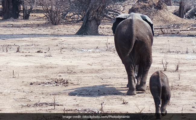 Baby Elephant Without Trunk Spotted In Kerala Forest