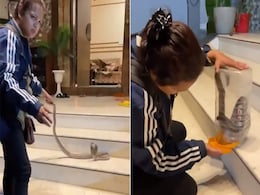 Video: फन फैलाए तिलमिलाए सांप को लड़की ने चुटकियों में किया डिब्बे में बंद, देखते रह गए लोग! Video: फन फैलाए तिलमिलाए सांप को लड़की ने चुटकियों में किया डिब्बे में बंद, देखते रह गए लोग!