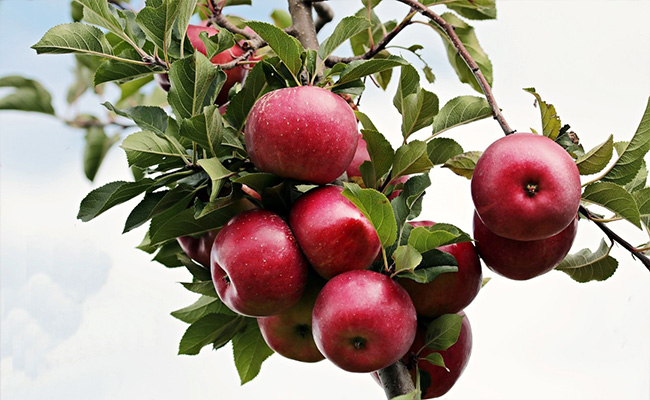 Centre Bans Apple Imports Under Rs 50 Per Kg
