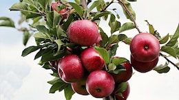 Best Apples For Your Dessert: Complete Guide With 3 Recipes For Perfect Baking