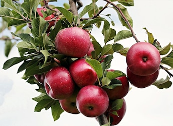 Best Apples For Your Dessert: Complete Guide with 3 Recipes For Perfect Baking