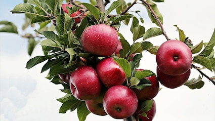 Best Apples For Desserts: Complete Guide With Recipes For Perfect Baking