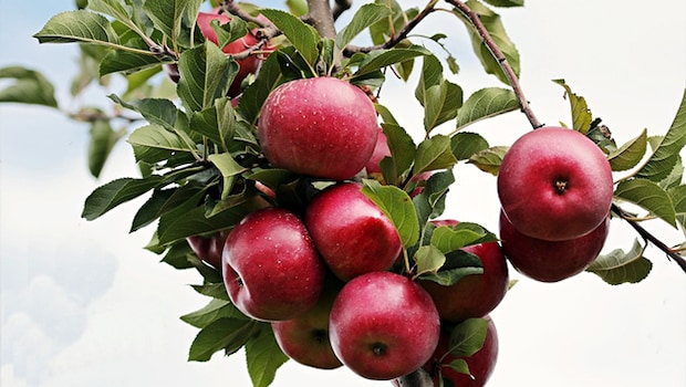 Best Apples For Your Dessert: Complete Guide with 3 Recipes For Perfect Baking