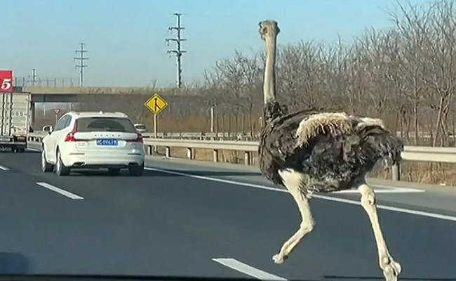 VIDEO: बीच सड़क पर अंधाधुंध भागता शुतुरमुर्ग चढ़ा पुलिस के हत्थे! VIDEO देख छूट जाएगी हंसी