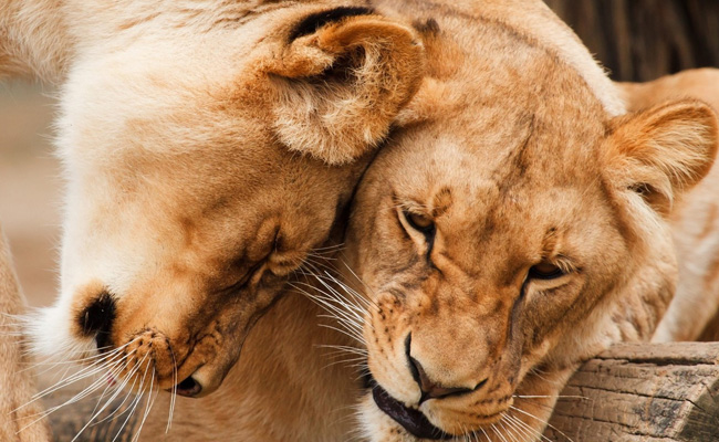 Lion Attacks Lioness, Kills Her In Front Of Horrified Visitors At UK Safari Park