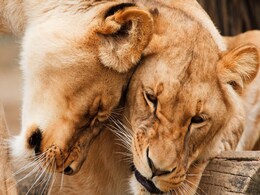 Lion Attacks Lioness, Kills Her In Front Of Horrified Visitors At UK Safari Park Lion Attacks Lioness, Kills Her In Front Of Horrified Visitors At UK Safari Park