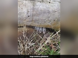 IFS ने शेयर की लकड़ी के बीच फंसी भयानक उंगलियों की फोटो, पूछा- ये क्या है? जवाब ने लोगों के रोंगटे खड़े कर दिए IFS ने शेयर की लकड़ी के बीच फंसी भयानक उंगलियों की फोटो, पूछा- ये क्या है? जवाब ने लोगों के रोंगटे खड़े कर दिए