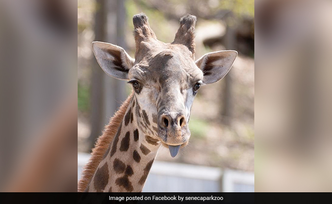 Giraffe Dies In New York Zoo After Fracturing Neck On Gate