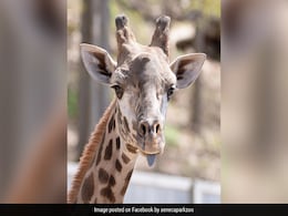 Giraffe Dies In New York Zoo After Fracturing Neck On Gate Giraffe Dies In New York Zoo After Fracturing Neck On Gate