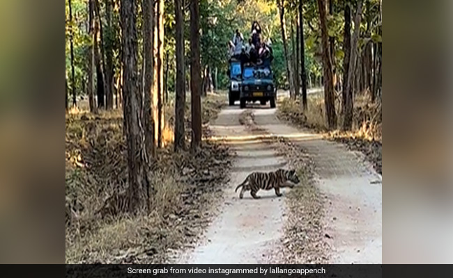 Heartwarming Video Shows Four Cubs Following A Tigress At Forest Reserve In Madhya Pradesh