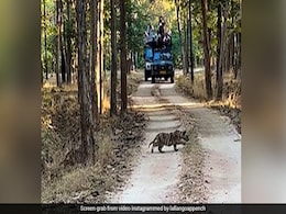 Heartwarming Video Shows Four Cubs Following A Tigress At Forest Reserve In Madhya Pradesh Heartwarming Video Shows Four Cubs Following A Tigress At Forest Reserve In Madhya Pradesh
