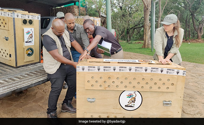 How 12 Cheetahs From South Africa Are Being Transported To India. See Pics