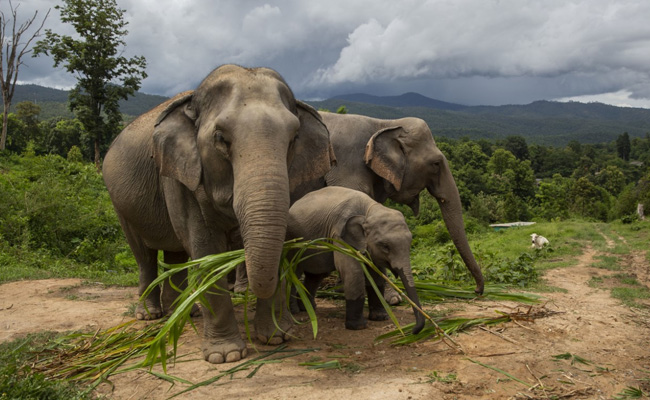 3 Elephants Die After Being Hit By Train In Horrifying Bengal Accident