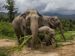 India's First DNA-Based Wild Elephant Count Shows 18% Drop In Population India's First DNA-Based Wild Elephant Count Shows 18% Drop In Population