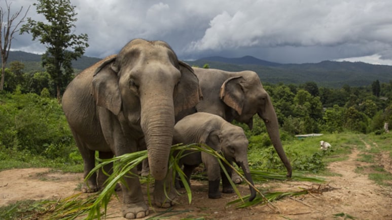 India's First DNA-Based Wild Elephant Count Shows 18% Drop In Population India's First DNA-Based Wild Elephant Count Shows 18% Drop In Population