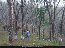 सुनसान जंगल में पेड़ से रबड़ निकाल रहा था शख्स, पीछे पड़ गया हाथी, काफी दूर तक दौड़ाया और फिर जो हुआ... सुनसान जंगल में पेड़ से रबड़ निकाल रहा था शख्स, पीछे पड़ गया हाथी, काफी दूर तक दौड़ाया और फिर जो हुआ...