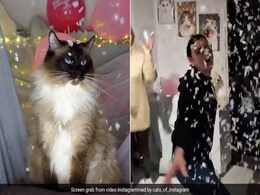Video Of Women Surprising Their Cat With A Birthday Party Has The Internet's Heart Video Of Women Surprising Their Cat With A Birthday Party Has The Internet's Heart